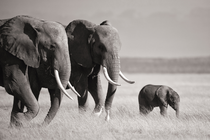 Elephant Guardians Canvas Wall Art South Africa
