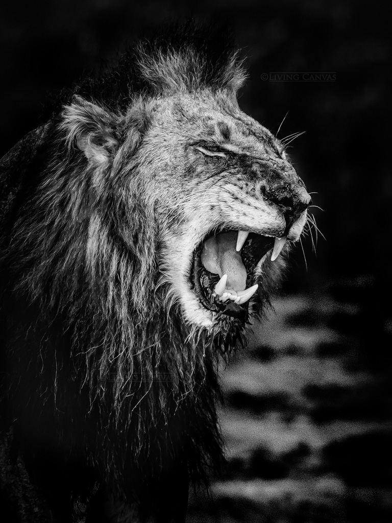 AFRICAN MALE LION PORTRAIT ANIMAL BLACK CANVAS PRINT WALL ART PICTURE PHOTO