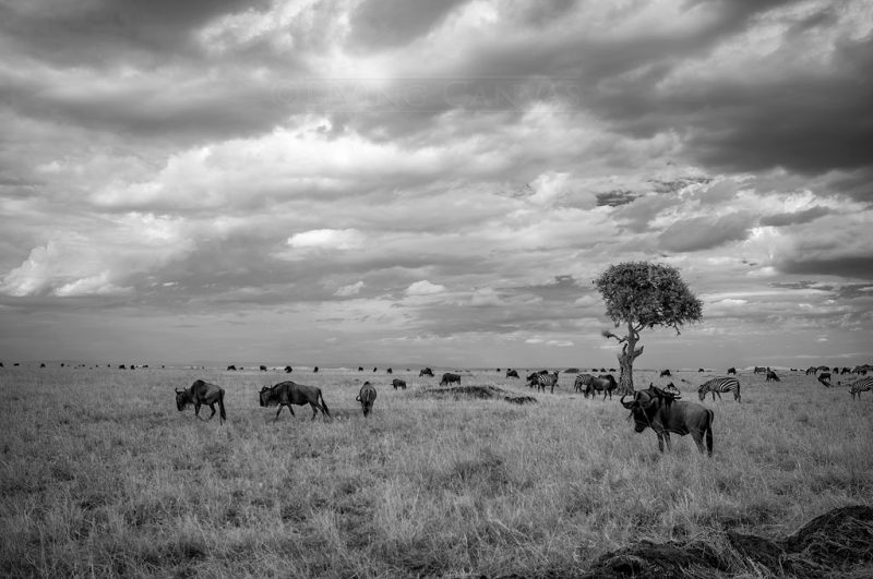 African Wildlife Landscape Black & White Wall Art Canvas Prints