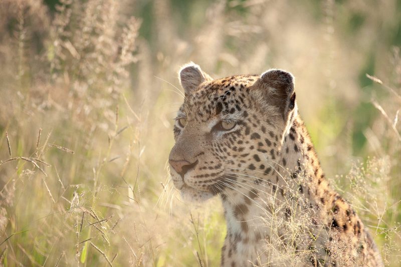 Leopard Stalking African Wildlife Wall Art Print