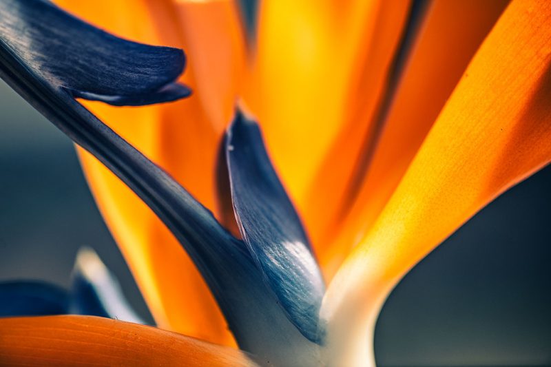 Strelitzia Bird of Paradise | Abstract Botanical Art Print