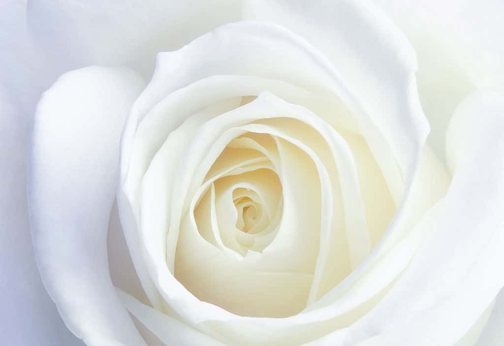 White Rose Photographic Floral Wall Art