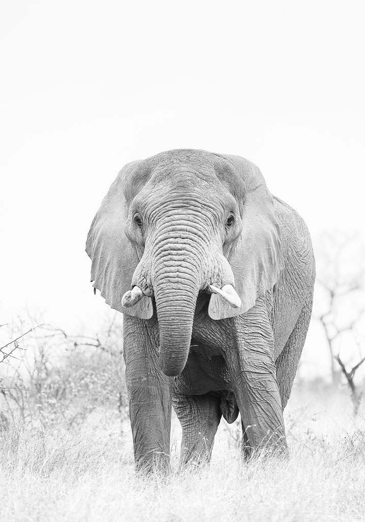 African Elephant High Key | Canvas Wall Art South Africa