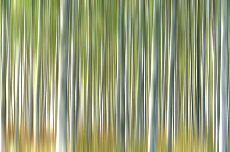 Silver Birch Forest • Nobody Matches Our Quality