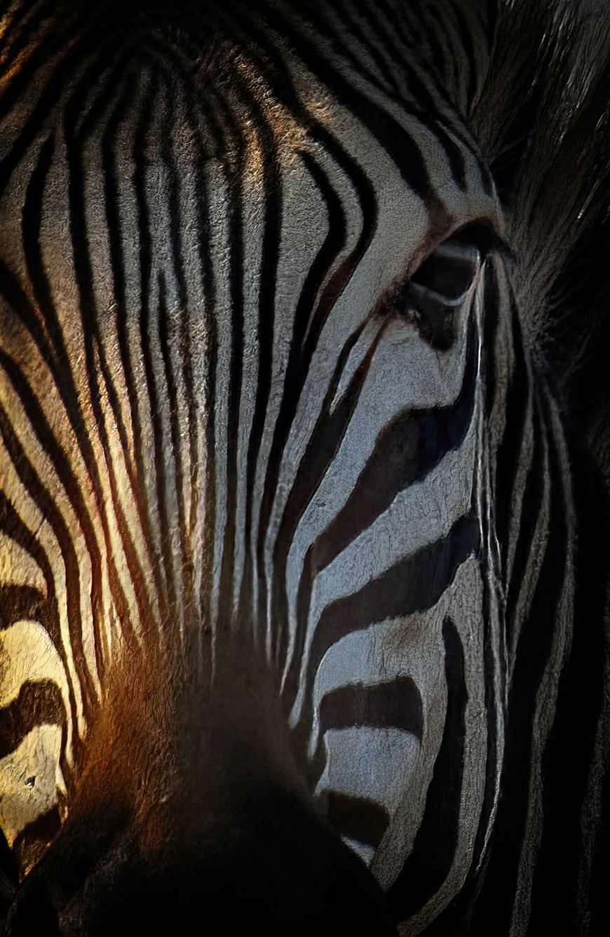 Zebra Nature Portrait African Wildlife Wall Art Prints