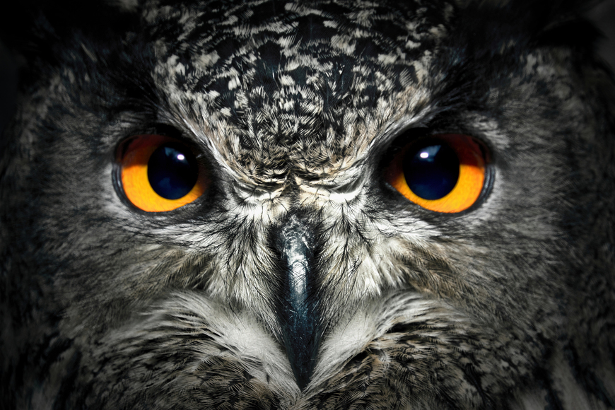 Owl Eyes Watching You Canvas & Framed Wall Art