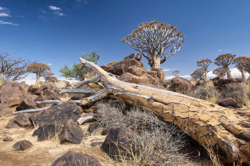 A New Day • Mounted Canvas & Framed Wall Art South Africa