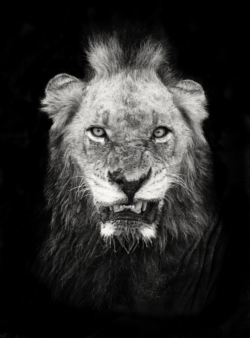 African Lion Warrior | Big Cat Mr T • Framed & Mounted Canvas Wall Art