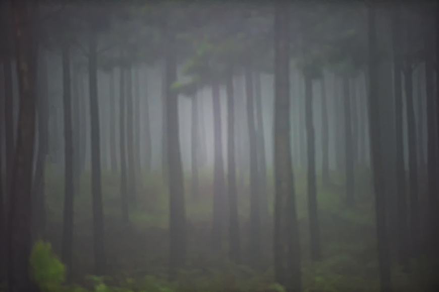 Forest in the Fog • Framed & Mounted Canvas Wall Art