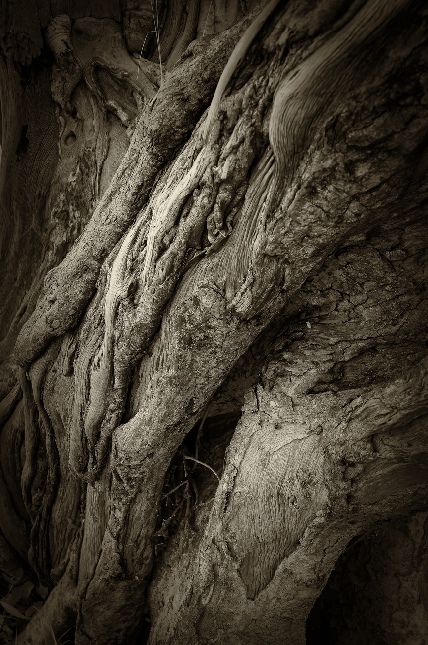 Abstract Tree Bark African Abstract Wall Art Canvas Prints