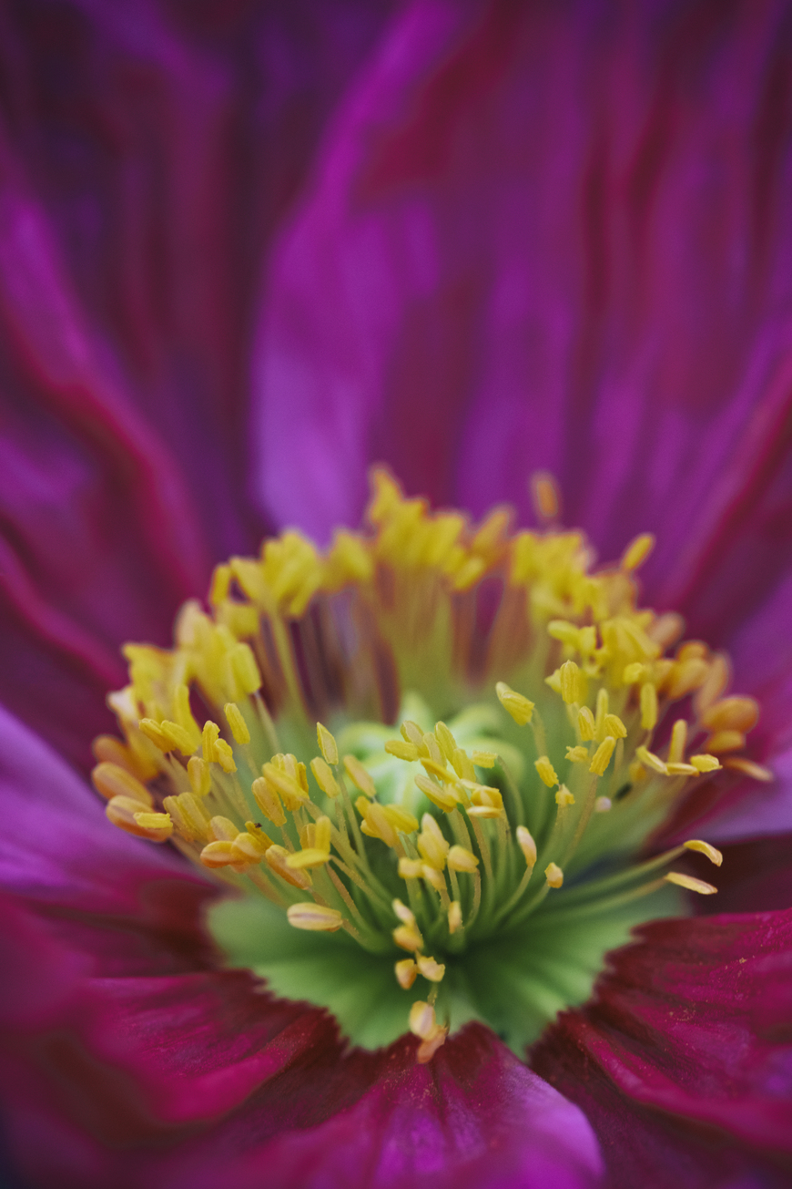 Abstract Poppy Flower Botanical Wall Art Print