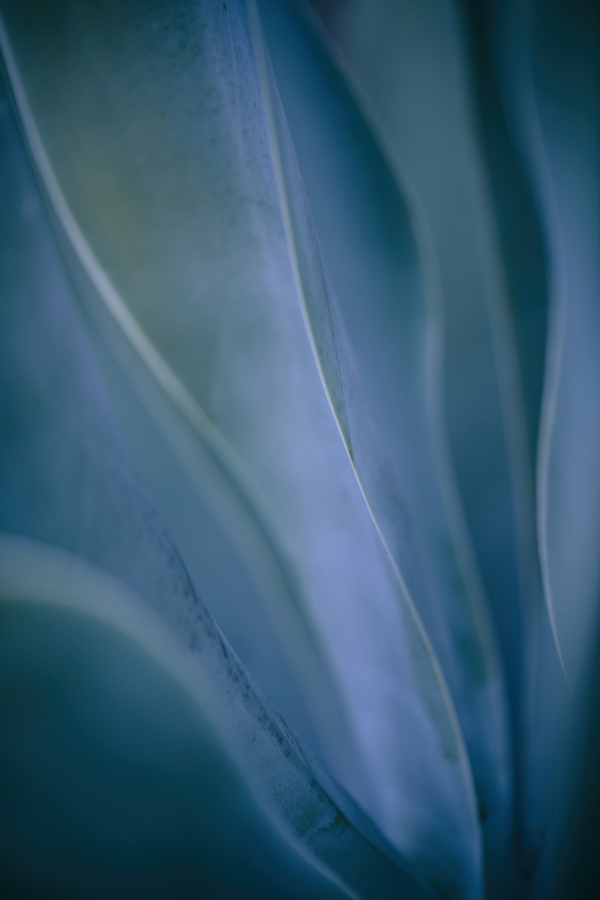 Velvet Ripples Floral Wall Art Print