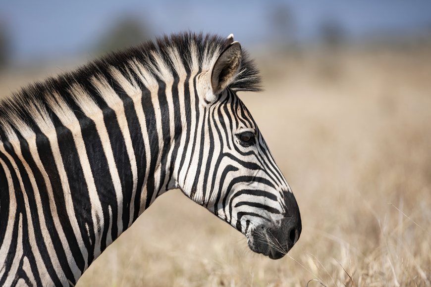 Zebra Portrait | Photographic Wildlife Wall Art