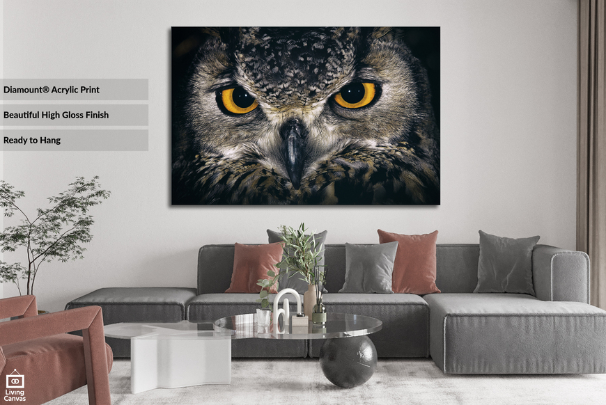 Owl Eyes Photographic Wildlife Wall Art Print