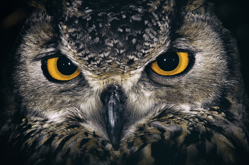 Owl Eyes Photographic Wildlife Wall Art Print