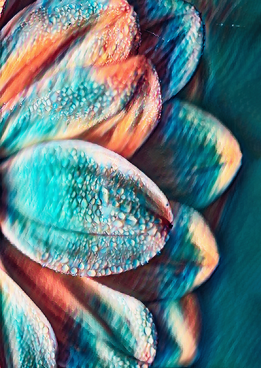 Modern Floral Art Print I Colourful Printed Wall Art