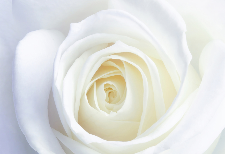 White Rose Photographic Floral Wall Art
