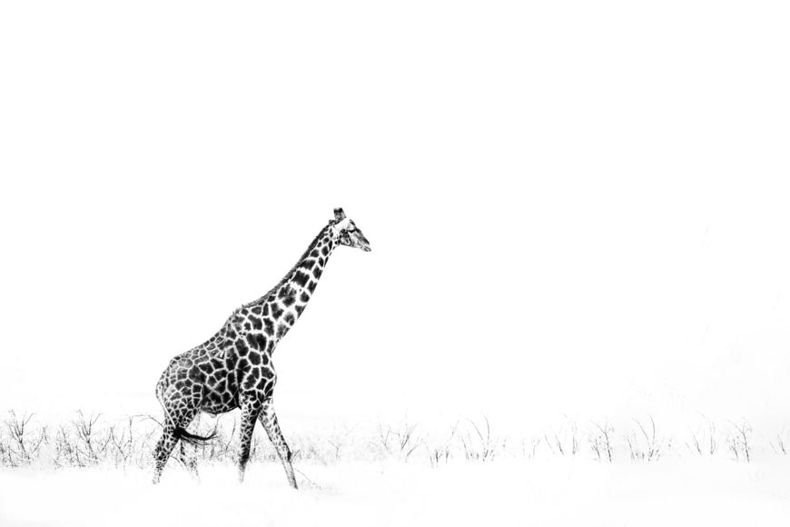 The Loner Giraffe African Wildlife Wall Art Print