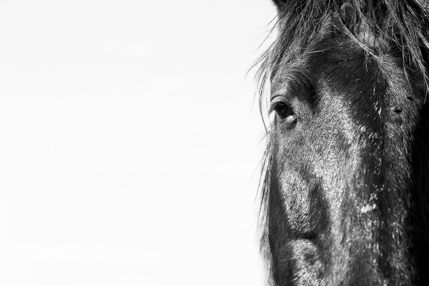 Horse Portrait • Framed Office Wall Art