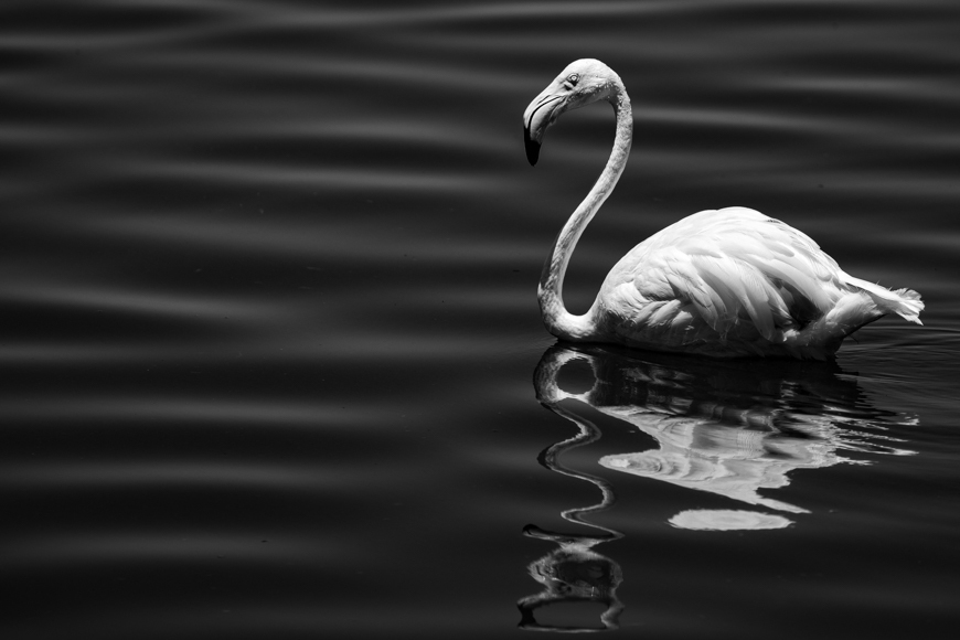 Black and White Flamingo • Framed Fine Art