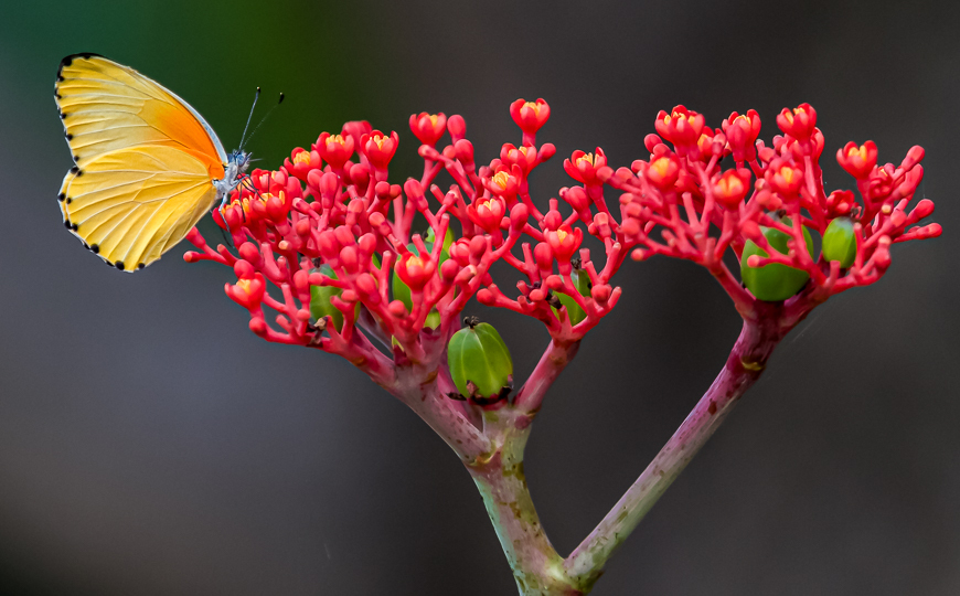 Red and Yellow • Vibrant Canvas Wall Art