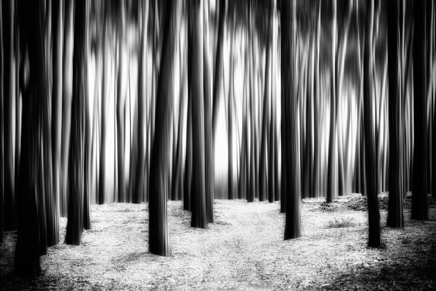 Mystic Forest • Abstract Landscape Canvas Wall Art