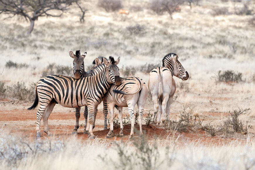 Zebra Gathering • SA's BEST Online Wall Art Store