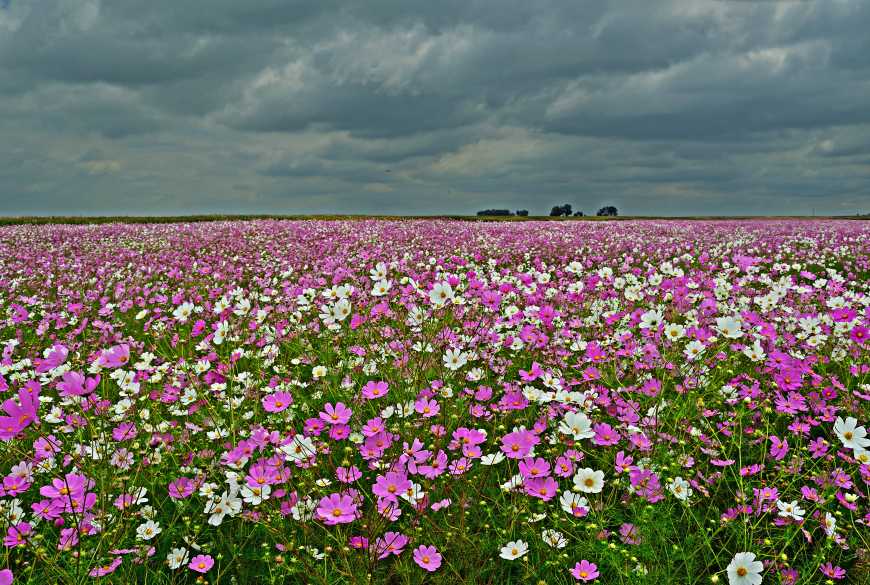 Wall Art by Living Canvas Canvas & Framed Art South Africa