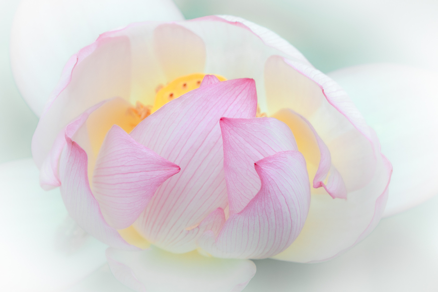 Delicate protector • Floral Wall Art for Interior Decorators