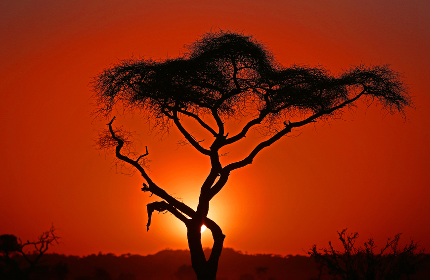 Classic Serengeti African Sunset • Wall Art • Mounted Canvas