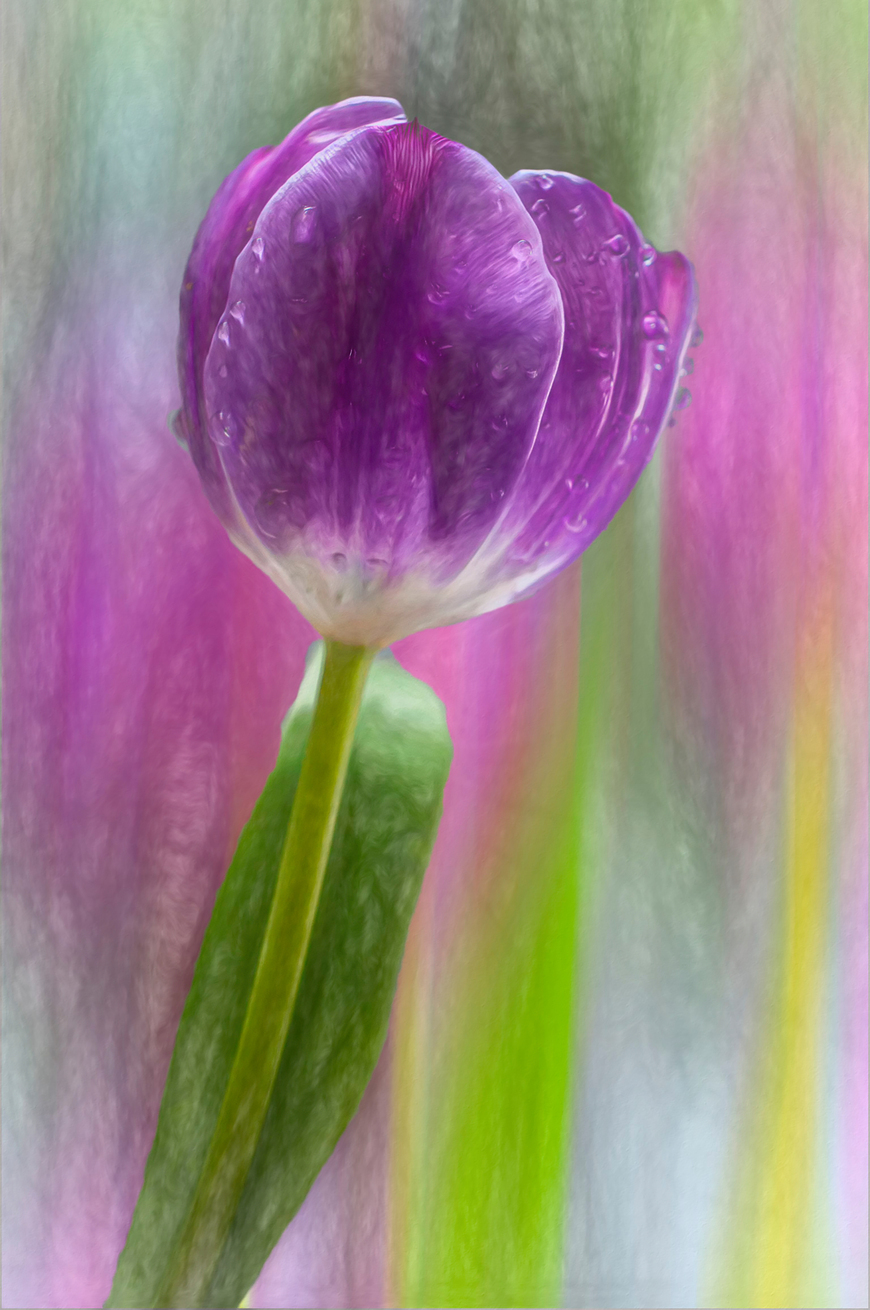 Pretty Purple Tulip • Framed Canvas Floral Wall Art