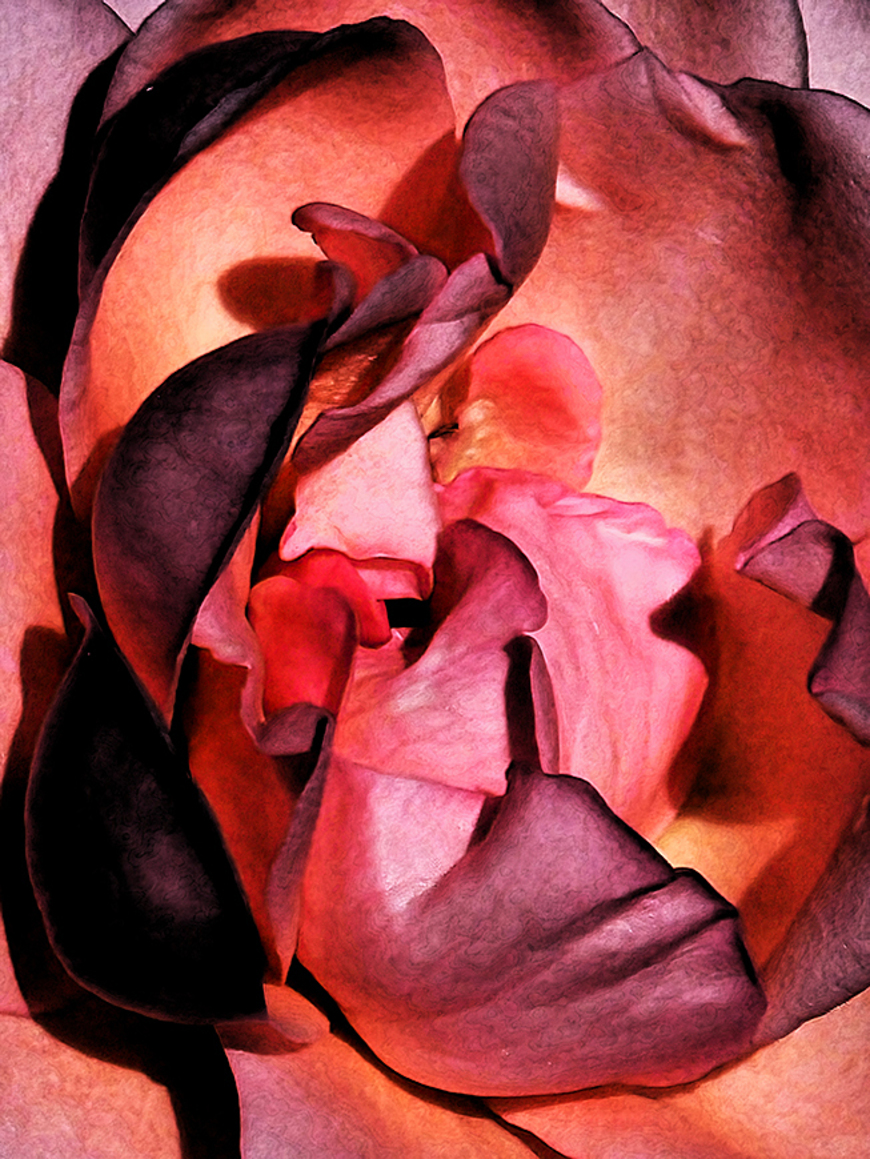 A rose by any other name • Abstract Floral Canvas Wall Art