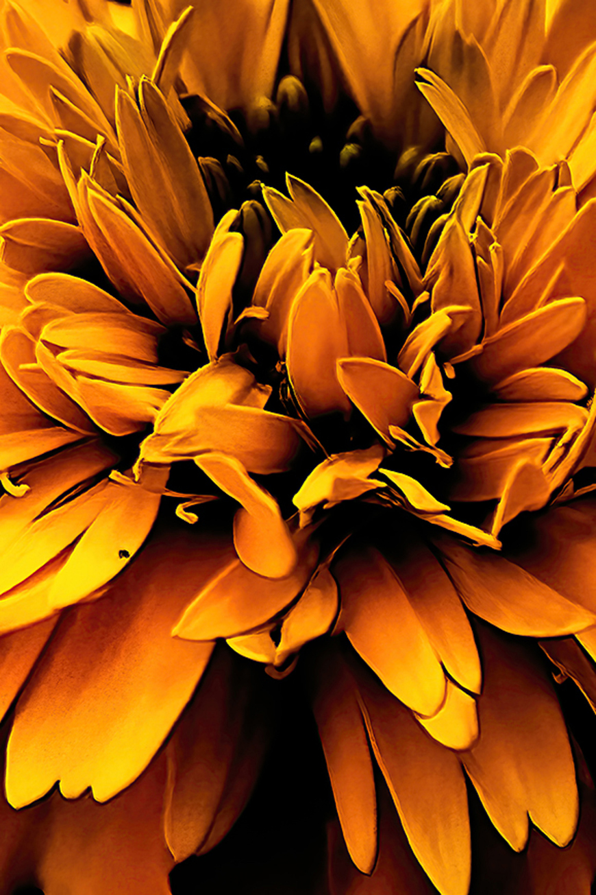 Healing • Abstract Floral Wall Art on Mounted Canvas