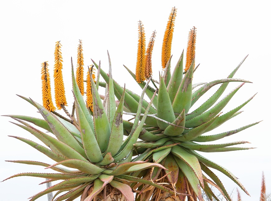 aloe vera shots Savia