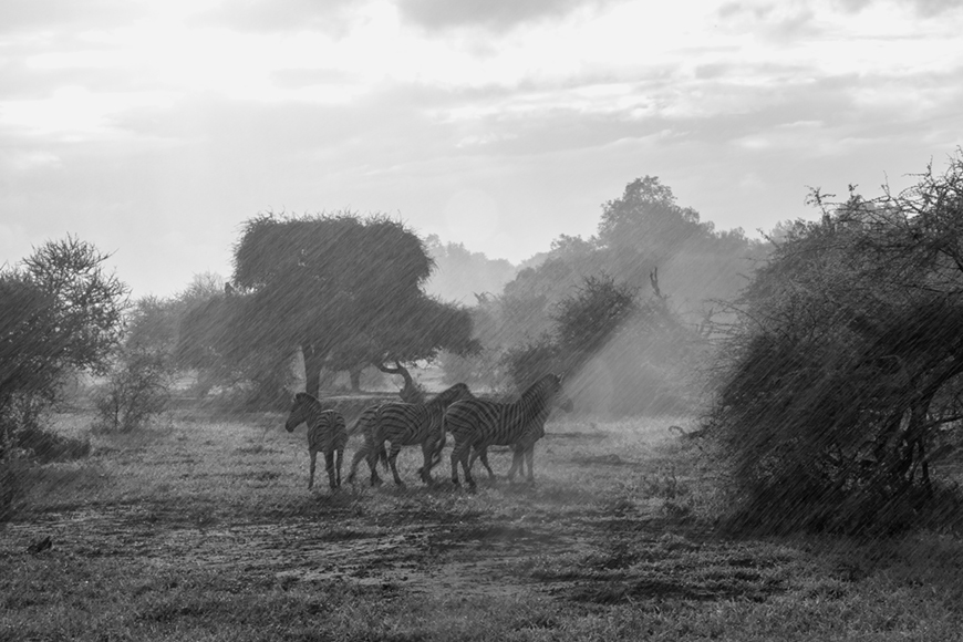 Rain Drive • Canvas & Framed Home Decor Art South Africa