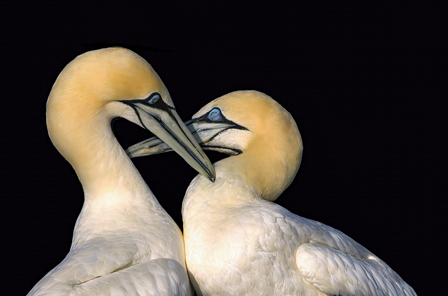 The Lovers • Wall Art South Africa • Framed/Canvas Artworks